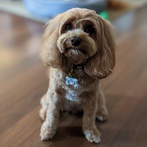 Meet your Posher, Paige